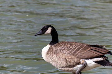 Fototapeta premium country goose on the lake