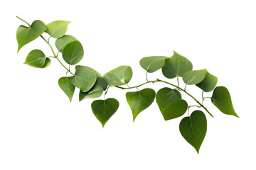PNG  Heart shape grenn leaves branch plant herbs. AI generated Image by rawpixel. - obrazy, fototapety, plakaty
