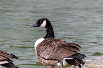 country goose on the lake