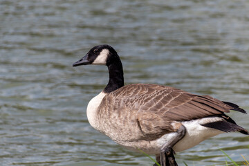 country goose on the lake
