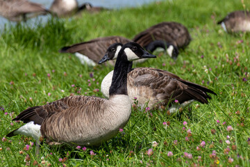 country goose on the lake