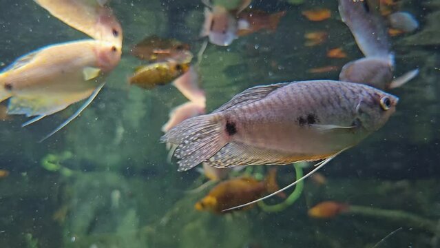  Close up of an three spot Gourami fish swimming on the surface
