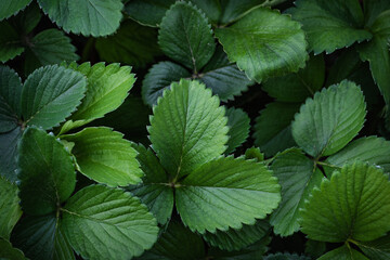Strawberry leaves background. Close-up view of fresh green garden strawberry plant leaves from...