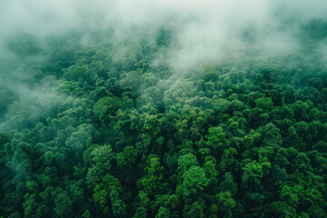 Aerial view of dark green forest with misty clouds. The rich natural ecosystem of rainforest. Top view.