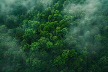 Naklejka na ściany i meble Aerial view of dark green forest with misty clouds. The rich natural ecosystem of rainforest. Top view.