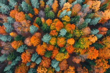 Fototapeta na wymiar Autumn forest aerial drone view. Top view.