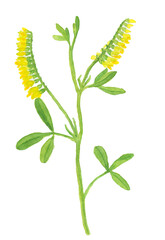 Melilotus officinalis botanical watercolor illustration. Isolated on white background