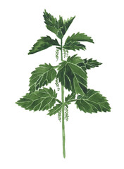 Watercolor illustration of nettle on a white background. medicinal plant