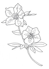 Hellebore drawn by hand in sketch style. Beautiful drawing of a primrose for a postcard, coloring book, or poster decoration for the spring holidays.
