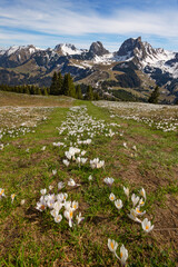 Wild crocus flowers on the alps pass Gurnigel with snow mountain peaks Gantrisch and Nueenen in early spring - focus stacking for sharp foreground and background