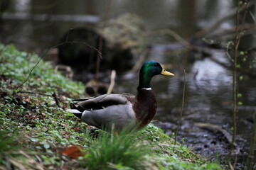 Obraz premium duck on the water