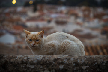 Stray cat on the roof, over the city of ANtequera