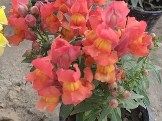 red and yellow tulips