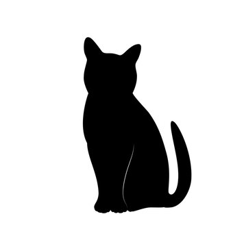 The silhouette of sitting cat and looking at camera