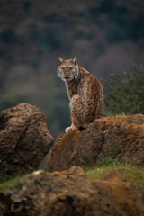 Lynx Lynx
