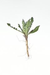 Spiny leaves of thistle plant its stem, leaves and root system on a white background.