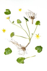 Spring Chistyak flower its stems, leaves, root system and yellow inflorescence.