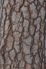 Closeup of thick bark of a trunk of an old pine tree.