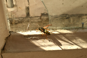A wasp crawls along a dirty window frame trying to break free through the glass. - Powered by Adobe
