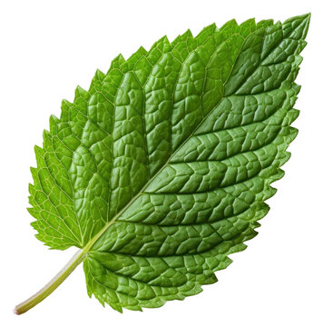 PNG Papermint leaf plant herbs white background.