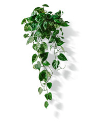 Green variegated leave hanging scindapsus pictus exotica plant popular foliage tropical houseplant transparent background, with shadows  - obrazy, fototapety, plakaty