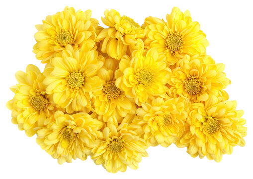 PNG Yellow Chrysanthemum flower chrysanths yellow.