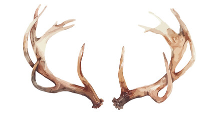 Watercolor deer antler isolated on white background.