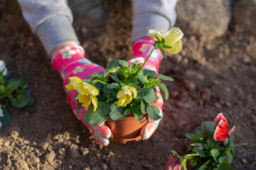young woman plants flowers in her flowerbed. close-up view
