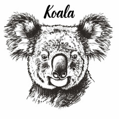 Koala sketch engraving vector illustration. T-shirt apparel print design. Scratch board imitation. Black and white hand drawn image.