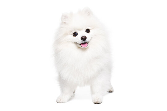 Cute Pomeranian Spitz standing isolated on white background