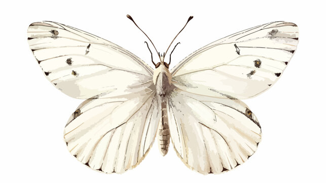 White butterfly Hebomoia glaucippe viewed from above