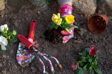young woman plants flowers in her flowerbed. close-up view