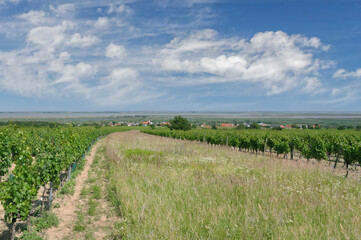 Fototapeta na wymiar view to famous Wine Village of Mörbisch am See,Neusiedler See,Burgenland,Austria
