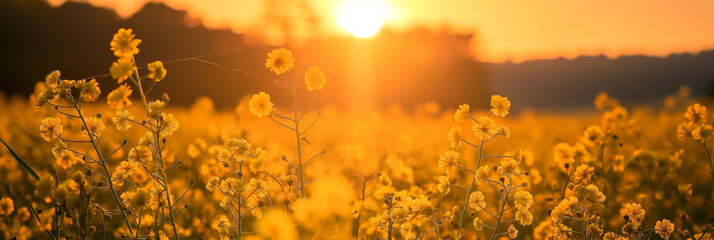 Sunset over rapeseed field. Panoramic view. Nature composition.