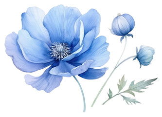 PNG  Blue flower blossom petal plant - obrazy, fototapety, plakaty