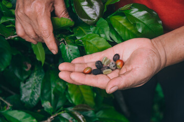 Farmer's hands holding coffee seeds and berries on a plantation.