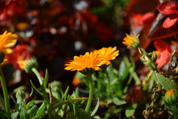 Orangenfarbene Blüte vor dunklem Hintergrund-Herbstliche Gartenpracht