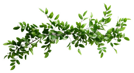 PNG Plant herbs leaf freshness - obrazy, fototapety, plakaty