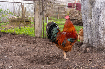 A large colourful rooster in the countryside