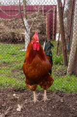 A large colourful rooster in the countryside
