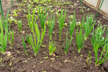green onions grow in the ground in the greenhouse