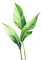 PNG Plant tropics leaf white background