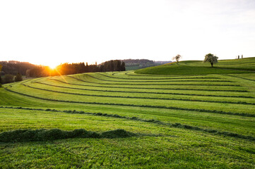 Mown grass in farmers' fields in southern Germany haymaking, landscape at sunset