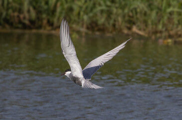 seagull in flight
