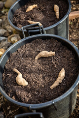 Jerusalem artichoke tubers are planted in a pot