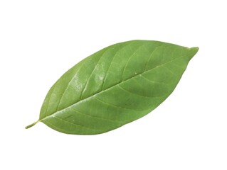 Green leaf isolated on white background.