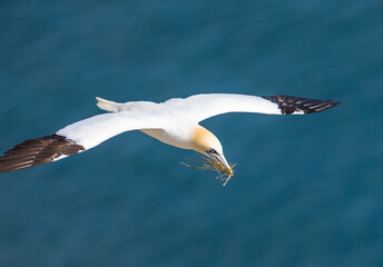 Gannet preparing nest