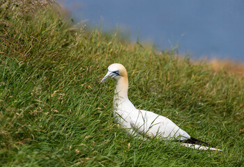 Gannet collecting nest material