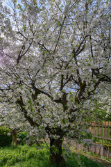 Blühende Apfel Obstbäume im Garten