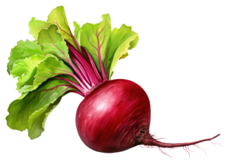 PNG Vegetable plant food beet, digital paint illustration